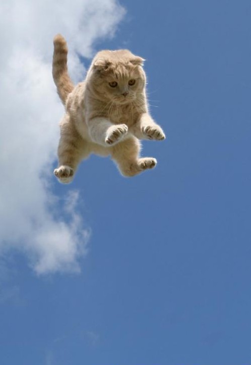 Cats in the air - Part II
