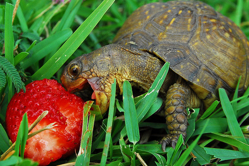 sempresorria:  Desculpe, mas não importa o que você faça da sua vida, você nunca vai ser tão feliz comendo um morango quanto essa tartaruga.  