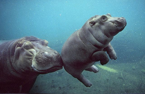 here.. is your baby hippo
expect him in the mail soon(: