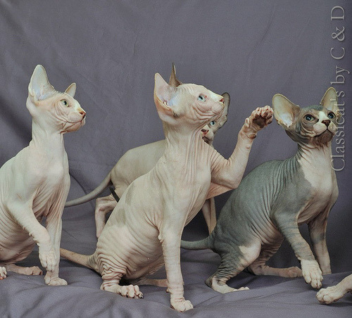 cats and kittens meowing. Tagged: sphynxcatcatshairless