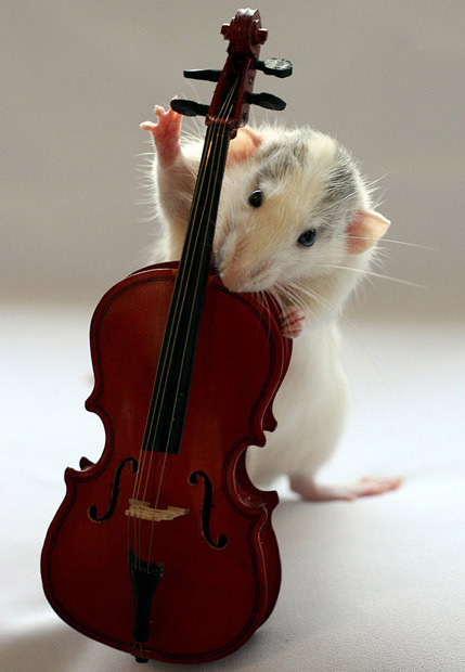 Mousing playing a miniature double bass