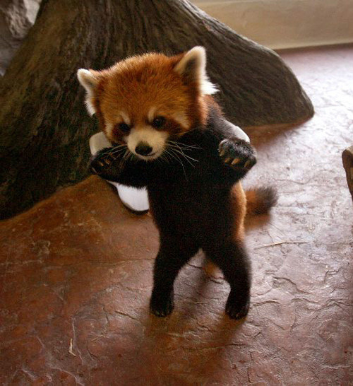 baby red panda | Tumblr