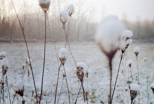 White by Vins Baratta on Flickr.