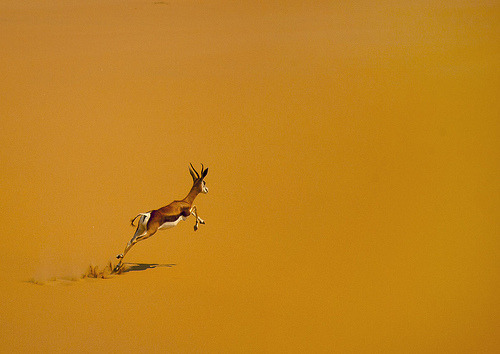cool background images for tumblr. The desert always makes a cool background — 'Impala in desert' - Angola (by 