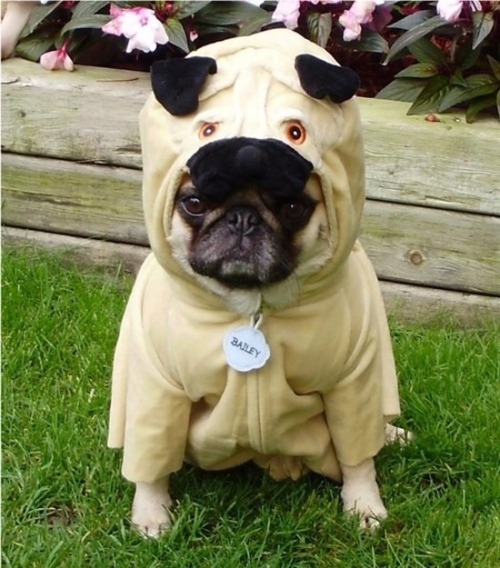 shesbenevolent:

ilovepugs:

meta pug

Danny Brito. - Pug dressed as pug

probably one of my favorite pug pictures ever