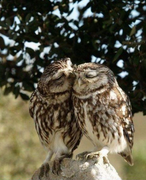 Chasing Vivid Dreams (owl love,you forever,kiss,owls)