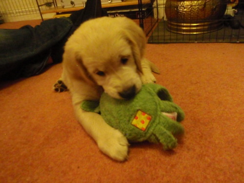 8 week old golden retriever puppy pictures. Ludo our 8 week old golden