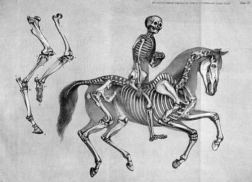 Skeleton On Horseback [1937]
