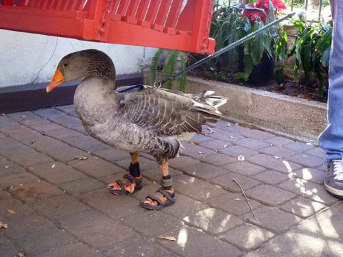 Meet Gator the goose, who wears custom sandals which were made for  him by his owners so his feet don’t get sore after too much walking on  concrete. Bob and Lauree Strouse designed the fancy footwear to protect  his webbed feet on the pavements of St Augustine in Florida. Described  as a ‘rescue goose’ by his owners, Bob and Lauree picked up their pet  from the side of a lake filled with hungry alligators calling him ‘Gator  Bait’, a name which has since been shortened.
Picture: MERCURY PRESS