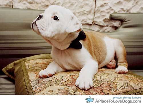 funny pictures of dogs with captions. Tags: dogs •; animals •; bow tie