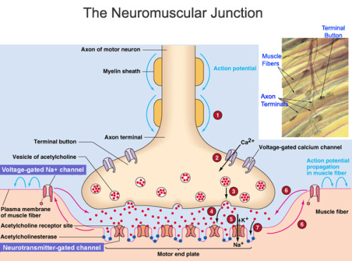 houseofmind:

The Neuromuscular Junction (NMJ) is a specialized synapse that serves to transmit electrical impulses (action potentials) from the motor neuron nerve terminal to the skeletal muscle. Basically, the NMJ allows for efficient and reliable communication between the motor neuron nerve and the muscles required for contraction and movement. The primary chemical messenger in this synapse, which consists of the presynaptic region (containing the nerve terminal), the synaptic cleft and the postsynaptic surface, is acetylcholine. These regions are defined by the differential localization of specific proteins, which underlie their distinct anatomical features and their physiological roles. 
Now it’s time to briefly sum up what goes on in the NMJ, as shown in the diagram above. 
1. The action potential (or electrical impulse signal) reaches the nerve terminal in the presynaptic region. The hallmark feature of the nerve terminal is that it contains the synaptic vesicles, along with the proteins that help vesicle function. These vesicles are aligned near their release site, called an active zone. 
2. When action potentials reach the nerve terminal they activate calcium channels, which open up and facilitate the influx of calcium into the presynaptic terminal, which in turn commences the process of vesicular release into the synaptic cleft. 
3. The increase in intracellular calcium concentration triggers the fusion of the synaptic vesicles with the nerve terminal membrane. The mechanism of synaptic vesicle fusion involves conformational changes in multiple docking proteins both on the vesicle and the nerve terminal’s plasma membrane. 
4. Once fused with the nerve terminal membrane, the vesicle releases its contents into the extracellular space, also known as the synaptic cleft. The chemical or neurotransmitters (in this case, acetylcholine) released then bind to their corresponding receptors on the postsynaptic surface (also known as the motor end plate in the NMJ). 
5 &amp; 6. Acetylcholine binds to its receptors and opens ligand-gated Na+/K+ channels. These structures are designed to optimize cholinergic neurotransmission in order to produce an end plate potential (EPP). The EPP is simply the net synaptic depolarization caused by the release of acetylcholine triggered by the nerve action potential. The EPP is a function of the miniature endplate potential (MEPP) amplitude, which represents the depolarization of the postsynaptic membrane produced by the contents of a single vesicle, and quantal content (number of transmitter vesicles released by a nerve terminal action potential. The EPP serves to open the voltage-gated Na+ channels in the postsynaptic region, which in turn results in an action potential that triggers muscle fiber contraction. These changes in the postsynaptic region potential result in muscle stimulation and contraction.
7. Acetylcholinesterase degrades acetylcholine so that it (choline) can be re-uptaked and recycled to produce new acetylcholine molecules. It’s activity terminates synaptic transmission. 
Sources:
Hughes, Benjamin W., et. al. 2006. Molecular architecture of the neuromuscular junction. Muscle &amp; Nerve. 33(4): 445-461. DOI 10.1002/mus.20440
Motor Systems: Control of Movement and Behavior. 2008. Available at: http://www.colorado.edu/intphys/Class/IPHY3730/09motorsystems.html
