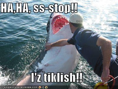 Shark Lol