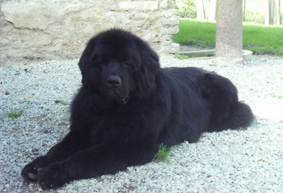 Newfoundland Puppies on St  Newfie Puppies  Dream Dogs  Miscellaneous  Animal