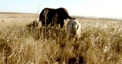 анимирани картинки слон и овца