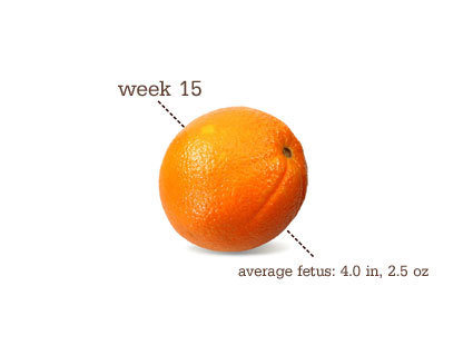 15 weeks pregnant&#8212;average fetus size is equivalent to an orange, apparently.  But not a navel orange, because those suckers are big.  Honestly, oranges are a fucking terrible relative measure.  The range of oranges I have personally experienced is TREMENDOUS.  Whatever.
I should have another belly pic today or tomorrow.  I&#8217;ve been doing a lot of laundry, so I have a range of sartorial options open.
According to my iPhone pregnancy app from BabyCenter, the Grub can now sense light (although its eyelids don&#8217;t open yet) and is forming taste buds.  Also its legs are getting longer than its arms now.  And there are reasonably good chances of identifying the sex phenotype on next week&#8217;s sonogram, though that&#8217;s largely dependent on positioning.