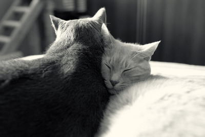 jakeandcharlie:

Charlie and Jake: Kitty nap! on Flickr.
