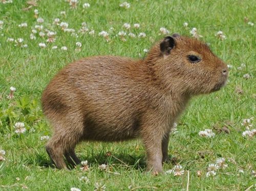 i love capybaras