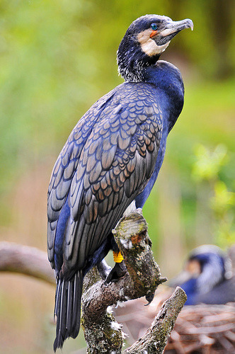theanimalblog:

Perched cormorant (by Tambako the Jaguar)
