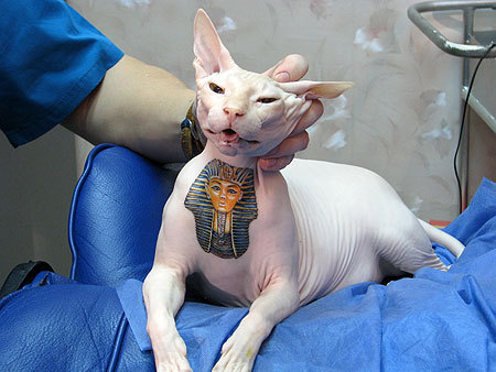  a pedigree pet is hauled upright to show off its new tattoo