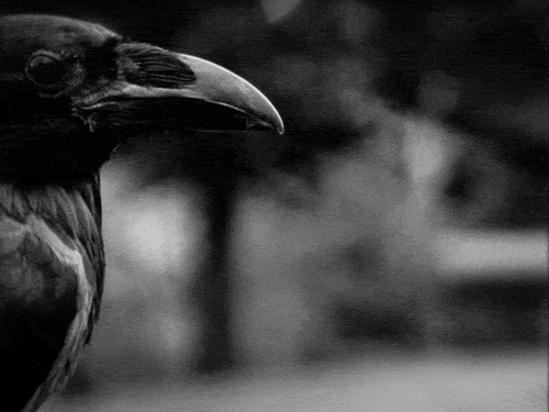 corvo gif | WiffleGif