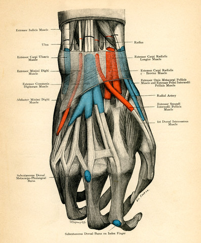 hand vein diagram