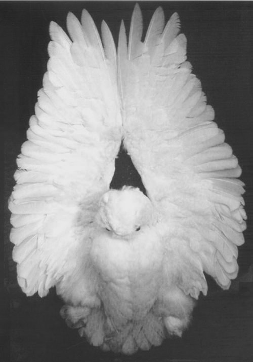 Dancer dreaming of better white swan costume design