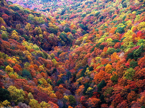 dearscience:  A Sea of Fall Color (by Magadelic Rock) 
