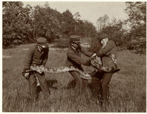 1906 Park employees wrestle with a snake. (via the New York Public Library, Picture Collection and tuesday-johnson)