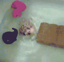 Swimming Hedgehog