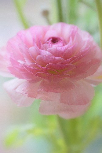 prettylittleflower:

(by Daily Colours)