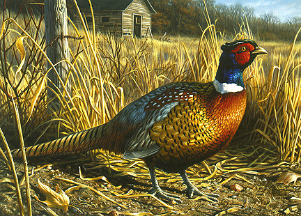 saw a pheasant on the way home thats 2 in 2 days…
such beautiful birds