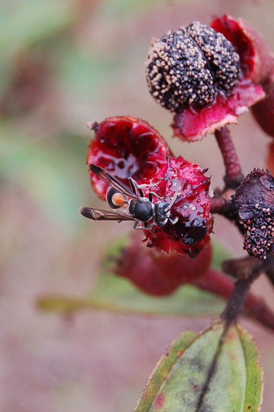 An insect sucking wild bushes fruit juices