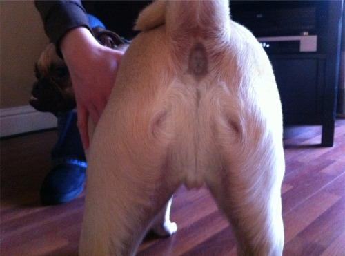 Jesus spotted on dog&#8217;s butthole (Found at Dangerous Minds)
