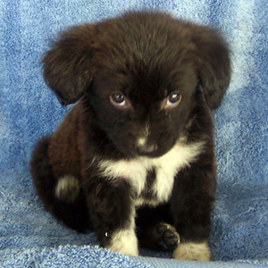Border Collie Puppies on Border Colliedubbed The World   S Number 1 Sheep Herder  These Dogs