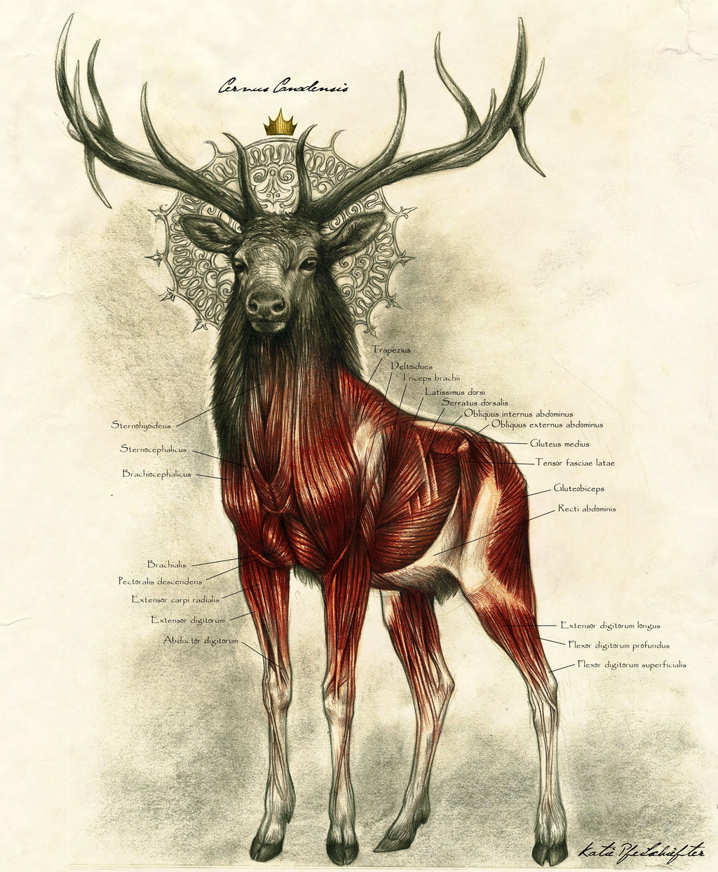Red Deer Anatomy
