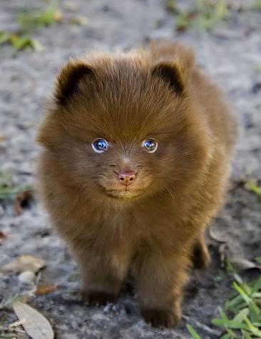 Puppies Pomeranian