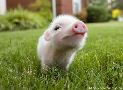Adorable Teacup Pigs