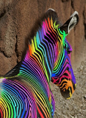 This Zebra is beautiful Follow For more!