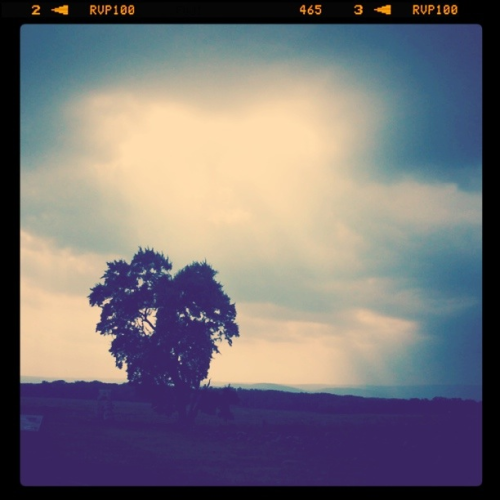 Tree in Gettysburg, PA. Taken with my iPhone August 2009