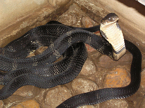The King Cobra Ophiophagus hannah is the world 8217s longest venomous