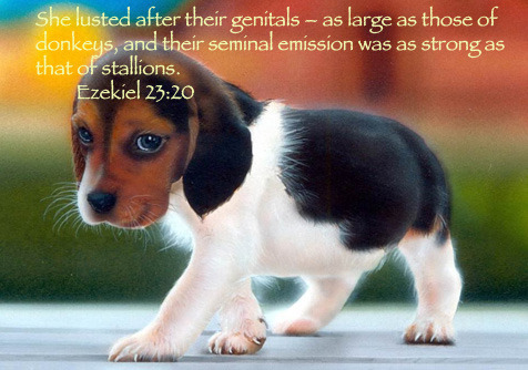 bible quotes cute animals