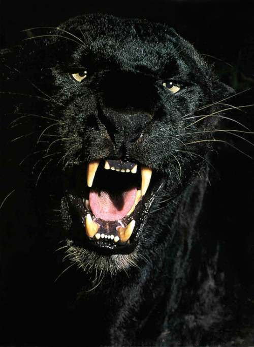 Panther Animal Pictures