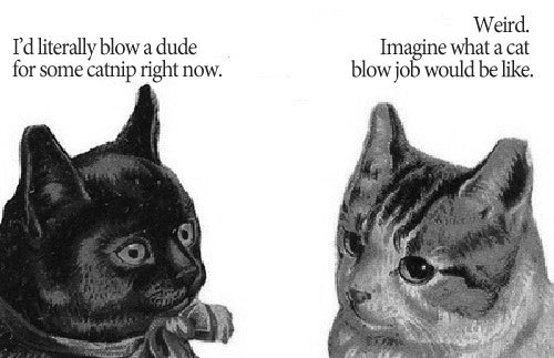 cats cat blowjob lol