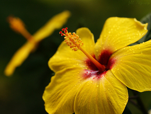~Yellow Hibiscus~ (by j man ツ)