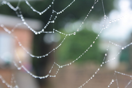 Feb 4, 2012. 
Morning spiderweb.