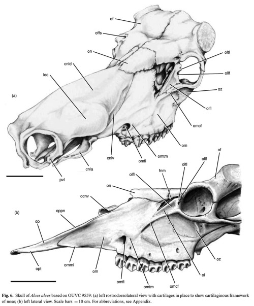 Scientific Illustration | Moose Skull by Ryan Ridgely From: Clifford, A....