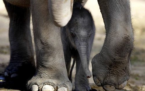  (baby elephant)