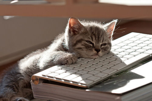 kitten on keyboard