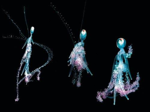 These little, gelatinous &#8220;people&#8221; are siphonophores, like the Portuguese Man O&#8217; War. I cannot find a species name or any more information ANYWHERE.
