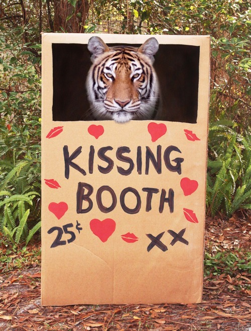 Tiger Kissing Booth! Would anyone dare … ?